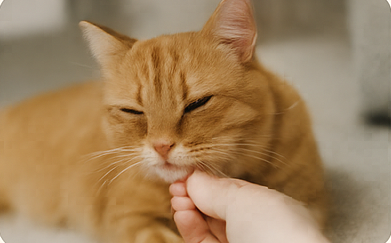 Accarezzare un gatto nella zona preferita