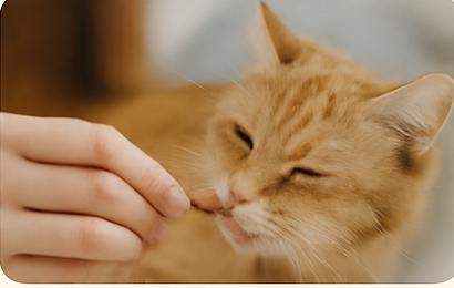 Gatto che gioca con topolino di pezza